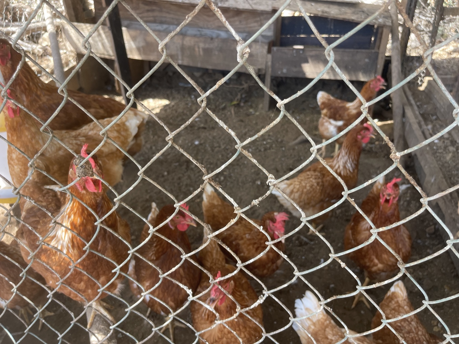 Chickens in the garden at Mammaloe’s Aruba