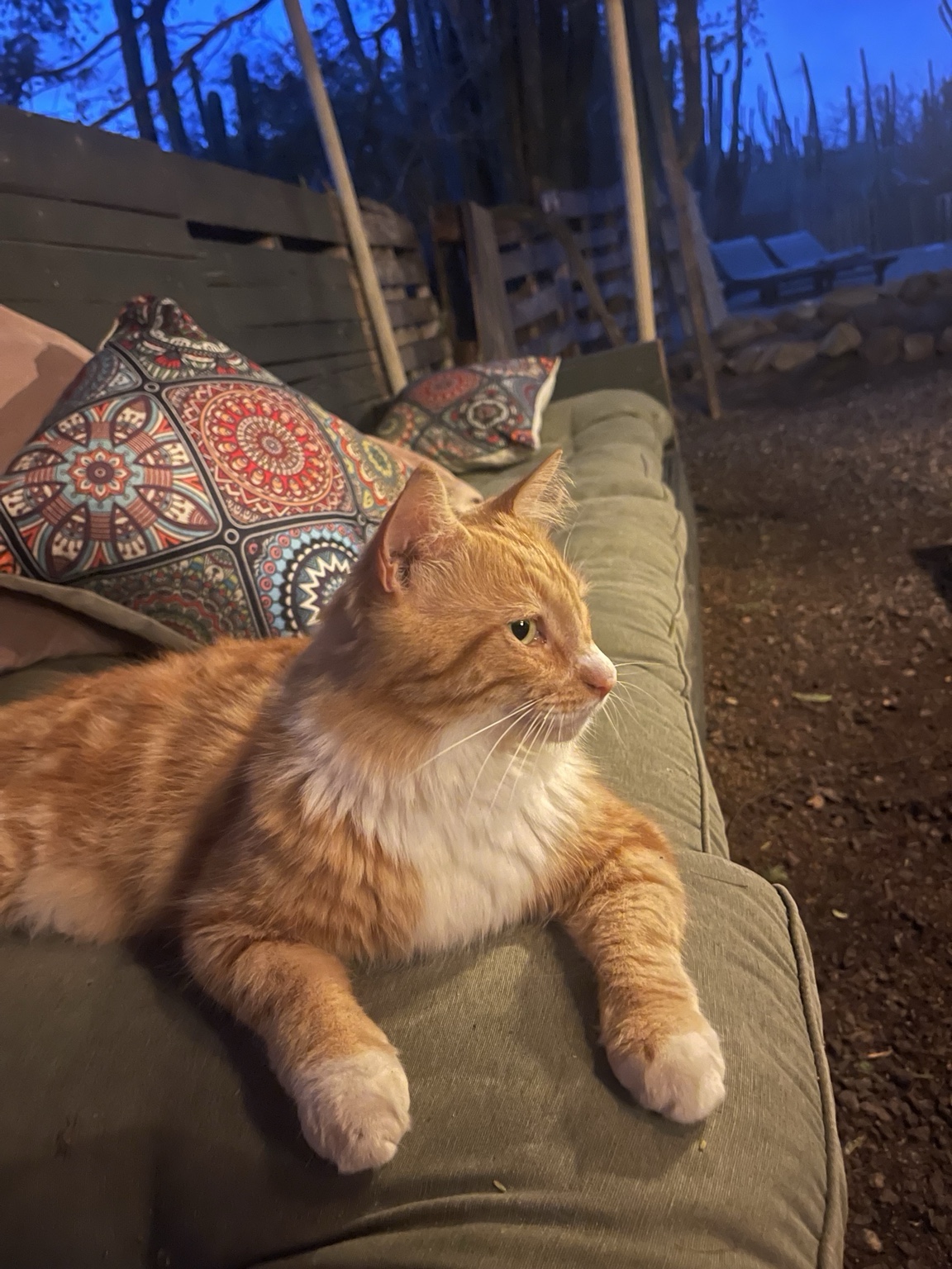 Eddie the resident cat at Mammaloe’s Aruba