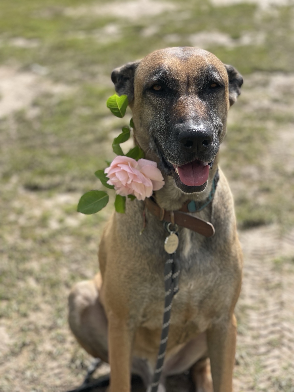 Simba the dog at Mammaloe’s Aruba