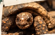 Land turtles living at Mammaloe’s Aruba